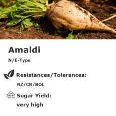 Amaldi