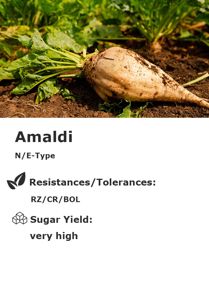 Amaldi Amaldi