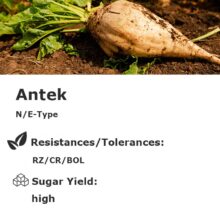 Antek