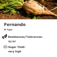 Fernando