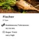 Fischer