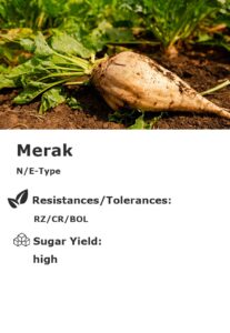 Merak