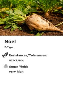 Noel