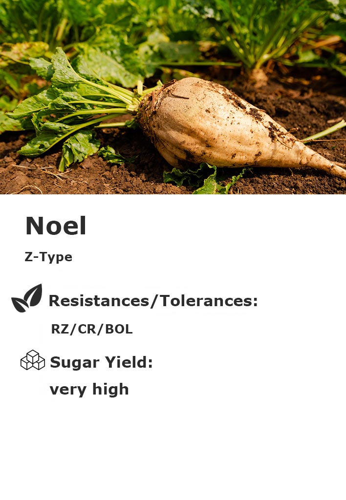 Noel Noel