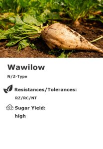 Wawilow